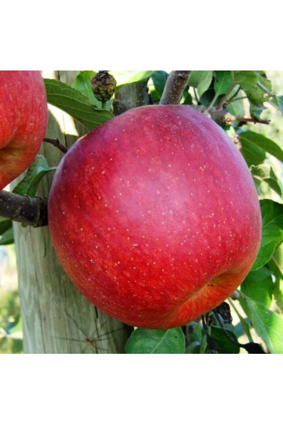 Malus domestica Fuji Fubrax